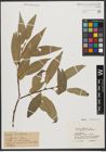 Foto von Salix tinctoria Sm.